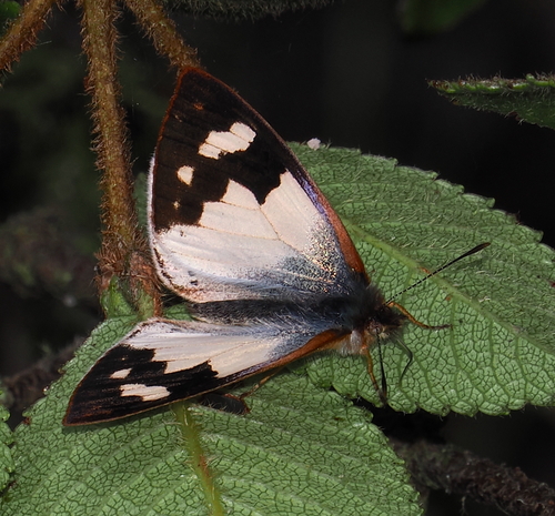 Lymanopoda melia