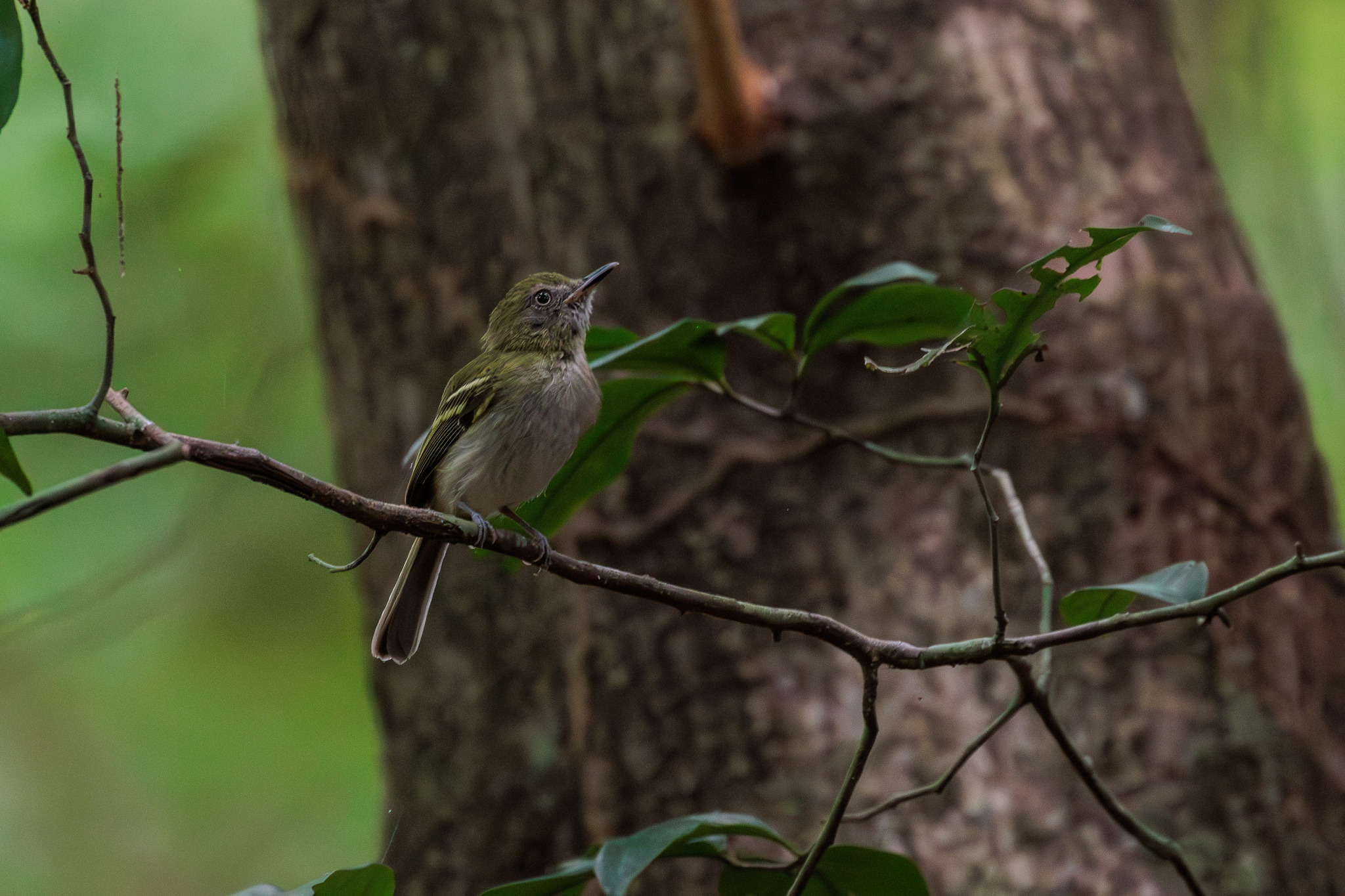 White-bellied Tody-Tyrant (Hemitriccus griseipectus), photo 3
