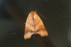Carea angulata