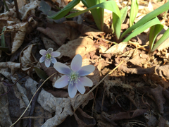 Hepatica acutiloba