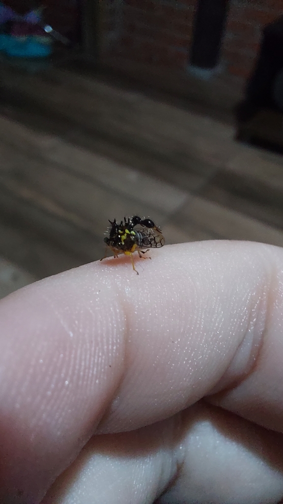 Eucyphonia