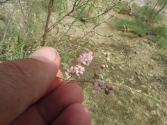 Tamarix aucheriana