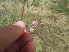 Tamarix aucheriana