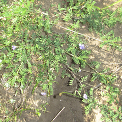Astragalus nuttallianus trichocarpus