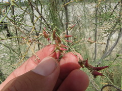 Tamarix aucheriana