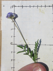 Astragalus nuttallianus trichocarpus