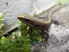 Pholidobolus vertebralis