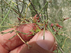 Tamarix aucheriana