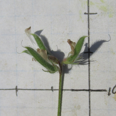 Astragalus nuttallianus trichocarpus