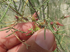 Tamarix aucheriana