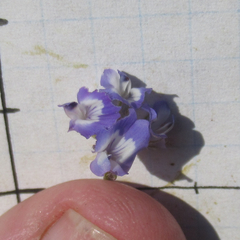Astragalus nuttallianus trichocarpus