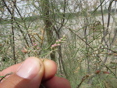 Tamarix aucheriana
