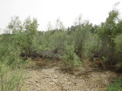 Tamarix aucheriana