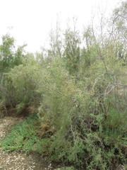 Tamarix aucheriana