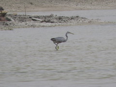Egretta gularis