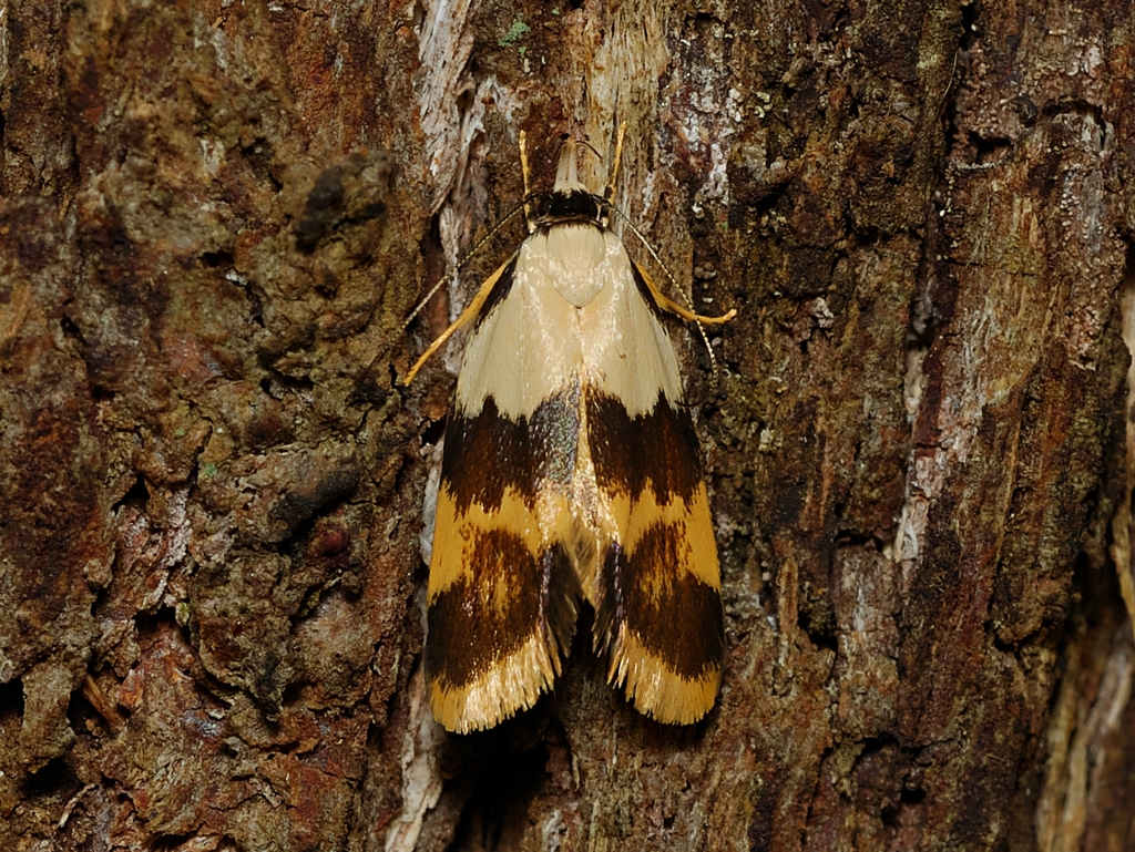 Eulechria pentamera