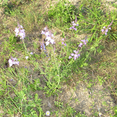 Verbena cloverae