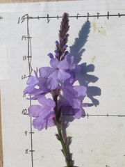 Verbena cloverae