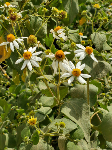 Montanoa ovalifolia, photograph 3