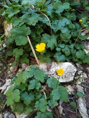 Ranunculus cappadocicus