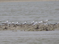 Chroicocephalus ridibundus