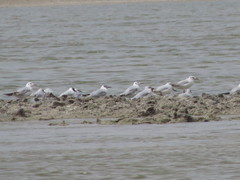 Chroicocephalus ridibundus