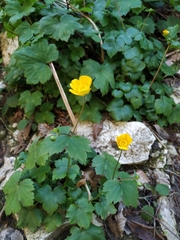 Ranunculus cappadocicus