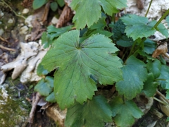 Ranunculus cappadocicus