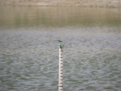 Merops cyanophrys