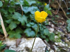Ranunculus cappadocicus