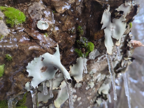 Frosted Rock Tripe (Umbilicaria americana)