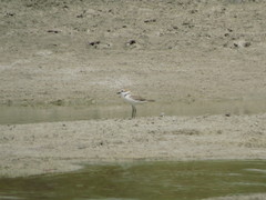 Charadrius alexandrinus
