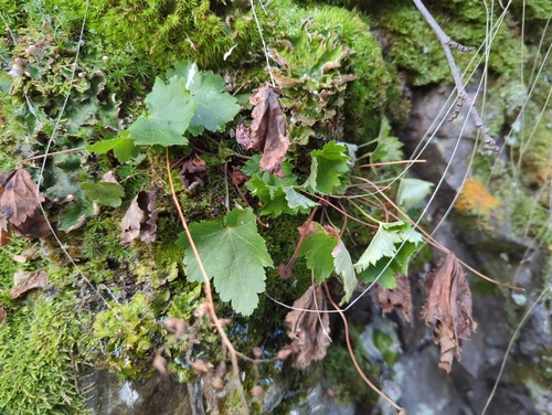 Image of Heuchera glabra by (c) Matt Muir, some rights reserved (CC BY)