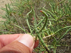 Arthrocaulon macrostachyum