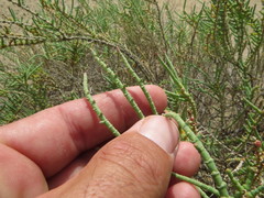 Arthrocaulon macrostachyum