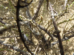 Arthrocaulon macrostachyum