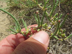 Arthrocaulon macrostachyum