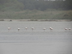 Phoenicopterus roseus