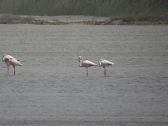 Phoenicopterus roseus