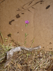 Clarkia gracilis gracilis