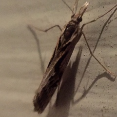 Lepidoptera