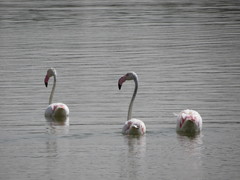 Phoenicopterus roseus