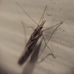 Lepidoptera