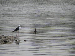 Tachybaptus ruficollis