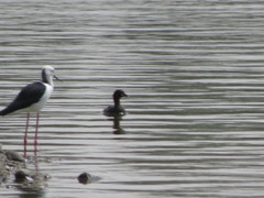 Tachybaptus ruficollis