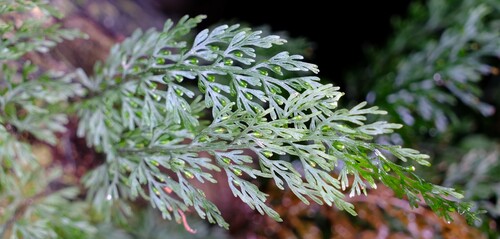 Image of Abrodictyum caudatum by (c) Peter Crowcroft, some rights reserved (CC BY)