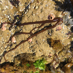 Nemalion elminthoides