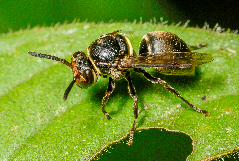 Chartergellus atectus