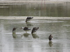 Calidris pugnax