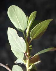 Ceanothus pendletonensis